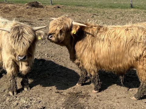 Eladó skót felföldi növendék bikák