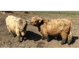 Eladó skót felföldi növendék bikák