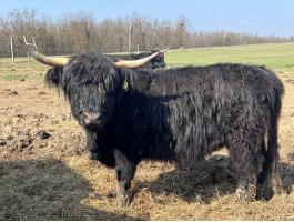 Eladó skót felföldi vemhes üszők