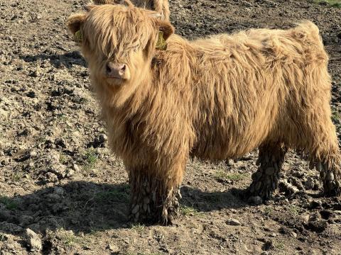 Eladó skót felföldi borjak