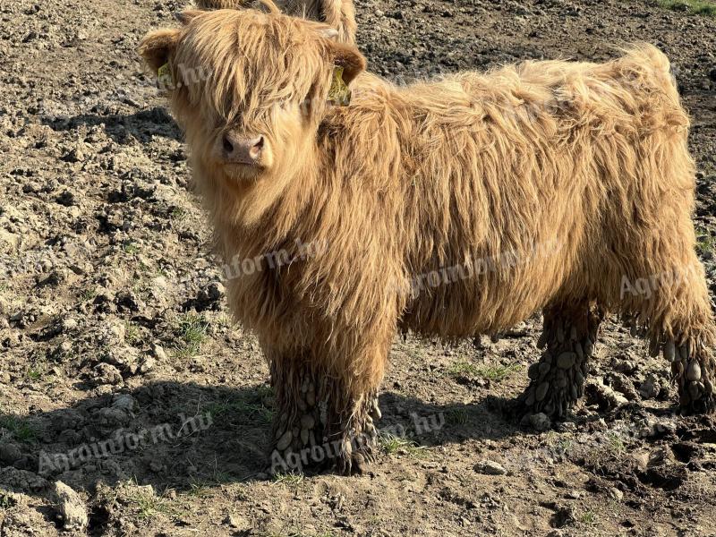 Eladó skót felföldi borjak