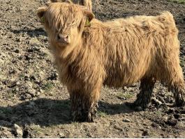 Eladó skót felföldi borjak