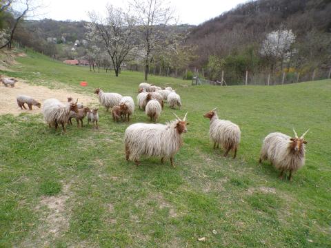 Racka bárányok és kosok Racka bárányok és kosok