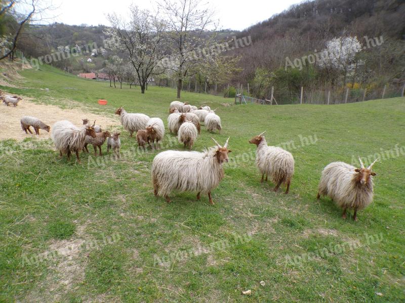 Racka bárányok és kosok
