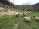 Racka bárányok és kosok