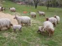 Racka bárányok és kosok