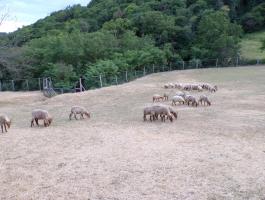 Racka bárányok, kosok, anyák
