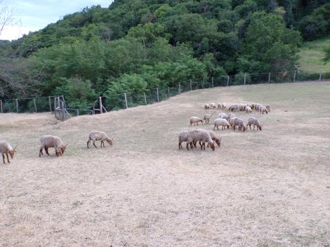 Racka bárányok, kosok, anyák Racka bárányok, kosok, anyák