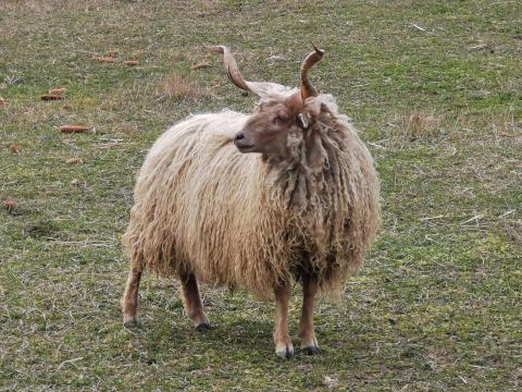 Racka kos, fehér, 2 éves Racka kos, fehér, 2 éves