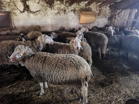 Anyajuhok eladók egyben Anyajuhok eladók egyben