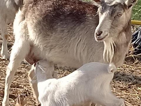 4 fiatal anyakecske gidáival cserélhető 1 merinó jerkére Gyulán 4 fiatal anyakecske gidáival cserélhető 1 merinó jerkére Gyulán