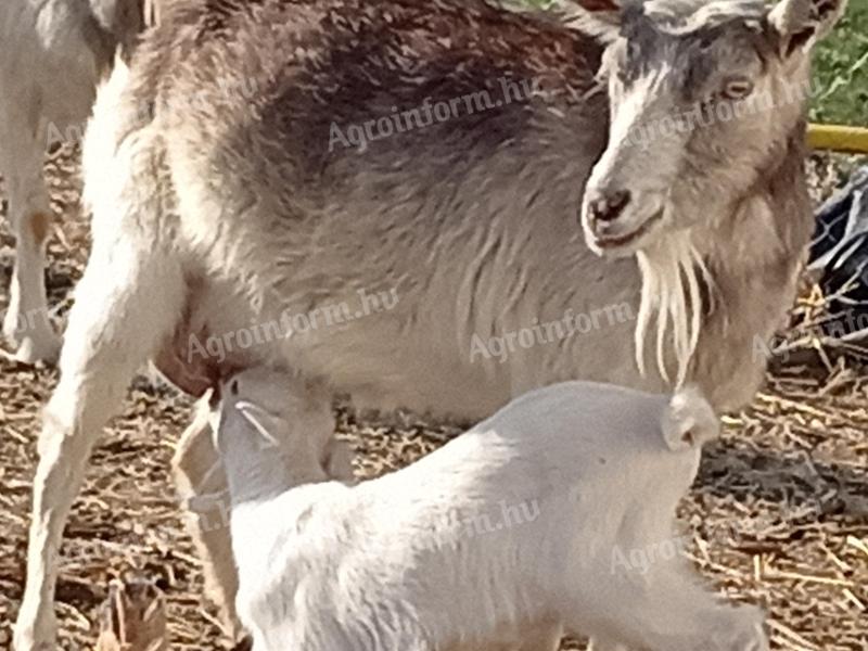 4 fiatal anyakecske gidáival cserélhető 1 merinó jerkére Gyulán