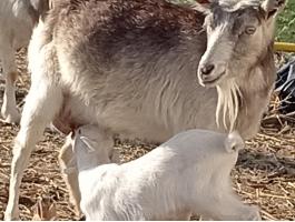 4 fiatal anyakecske gidáival cserélhető 1 merinó jerkére Gyulán