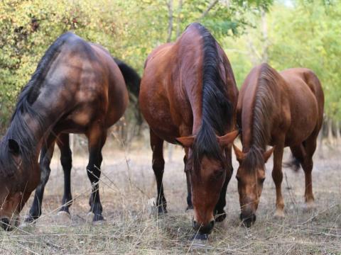 Kocsi ló eladó (kanca) Kocsi ló eladó (kanca)
