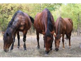 Kocsi ló eladó (kanca)