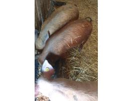 Eladó 3 db süldő, 35-40 kg, Újszász