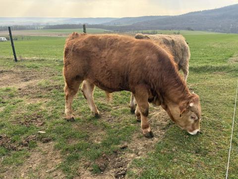 Eladó bika és üsző – Blond és magyartarka Eladó bika és üsző – Blond és magyartarka