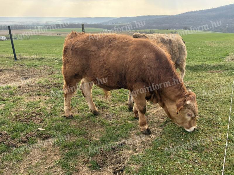Eladó bika és üsző – Blond és magyartarka 
