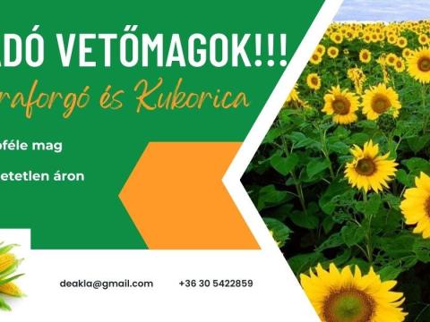 Napraforgó és kukorica vetőmagok eladók Tépén Napraforgó és kukorica vetőmagok eladók Tépén