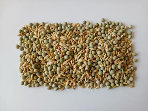 Tavaszi árpás borsó visszavetésre Tavaszi árpás borsó visszavetésre