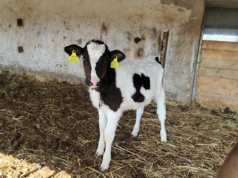 Eladó választási bika borjú Eladó választási bika borjú
