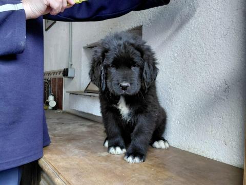 Újfundlandi kiskutyák eladók Újfundlandi kiskutyák eladók