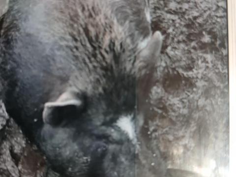 Eladó ivaros csüngőhasú kan disznó Eladó ivaros csüngőhasú kan disznó