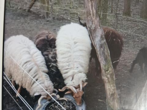 Eladó racka juhok Eladó racka juhok