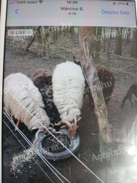 Eladó racka juhok