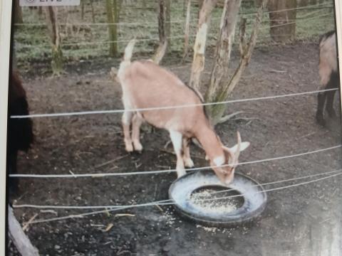 Alpesi kecskék eladók Alpesi kecskék eladók