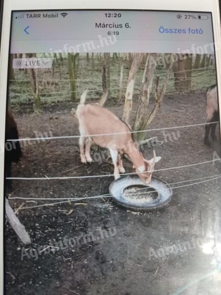 Alpesi kecskék eladók