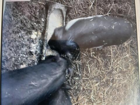 Ivaros csüngőhasú kanok eladók