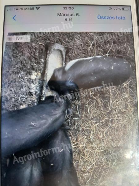 Ivaros csüngőhasú kanok eladók