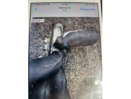 Ivaros csüngőhasú kanok eladók