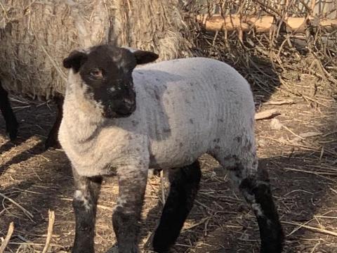Minőségi bárányok eladók Minőségi bárányok eladók