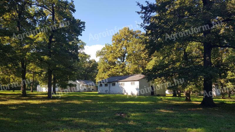 50-100 éves tölgyfás 80.000 m2 építési telek