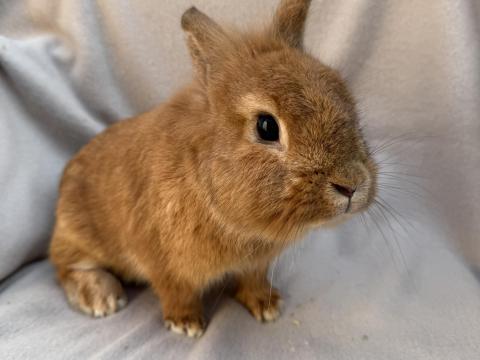 Színes törpenyúl Színes törpenyúl