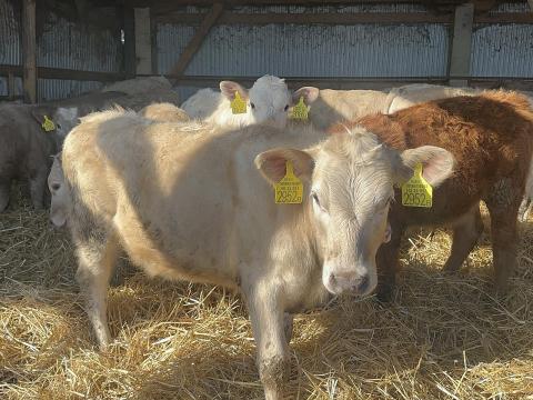 Eladó 53 db növendék borjú egyben Eladó 53 db növendék borjú egyben