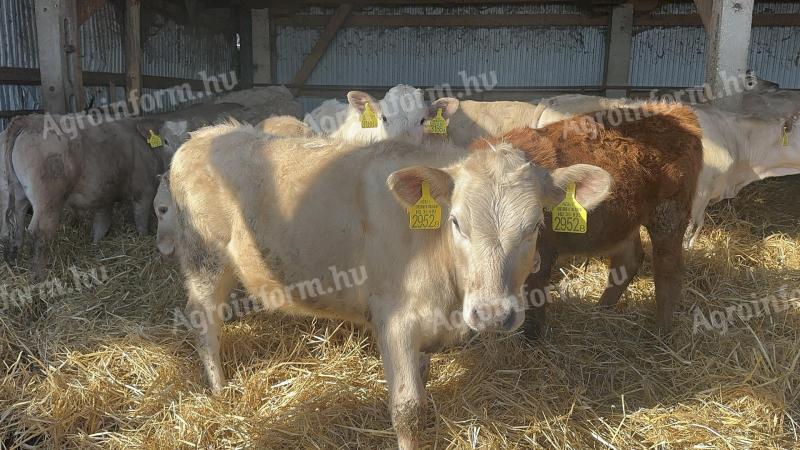 Eladó 53 db növendék borjú egyben