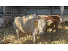 Eladó 53 db növendék borjú egyben