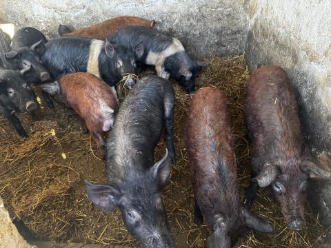 Árpádhalma – Eladó Mangalica x Duroc/Berkshire sertések Árpádhalma – Eladó Mangalica x Duroc/Berkshire sertések