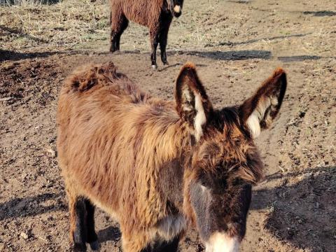 Parlagi szamár Parlagi szamár