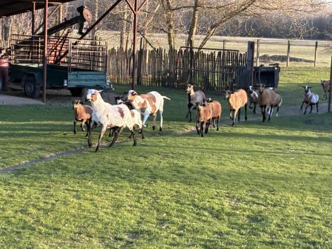 Kameruni juhok eladók Kameruni juhok eladók