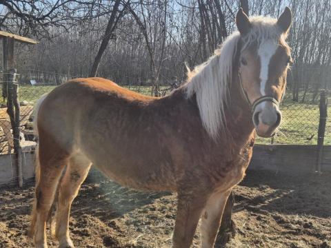 Haflingi ló eladó Haflingi ló eladó