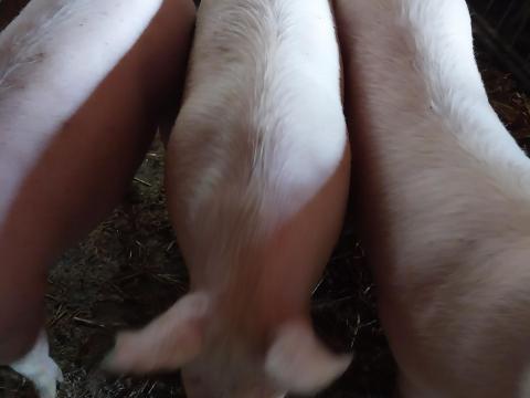 Hízó sertés eladó Szigetvár mellett Hízó sertés eladó Szigetvár mellett