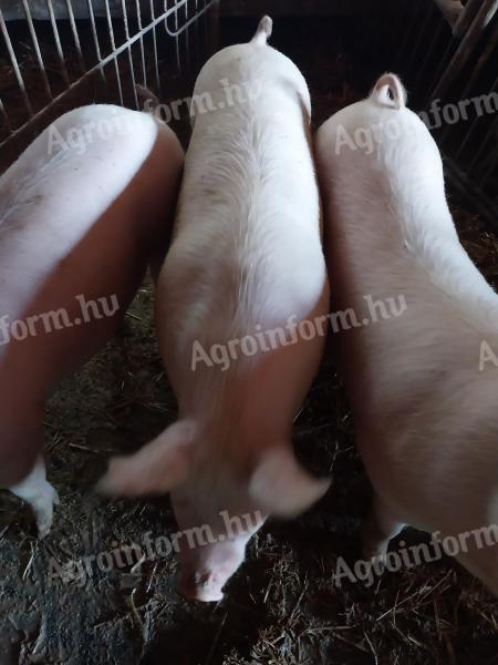 Hízó sertés eladó Szigetvár mellett