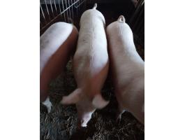 Hízó sertés eladó Szigetvár mellett