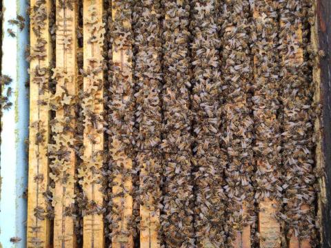 50 db Hunor méhcsalád eladó