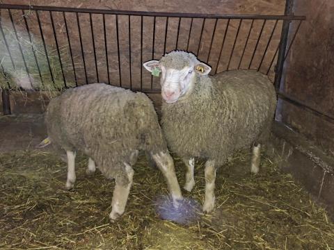 Ile de France kosok törzstenyészetből eladók Ile de France kosok törzstenyészetből eladók