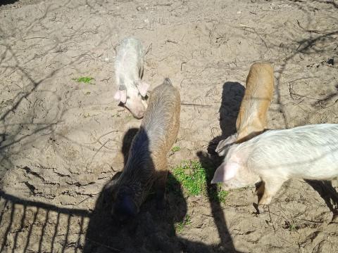 Durok és fehér húsjellegű süldők eladók